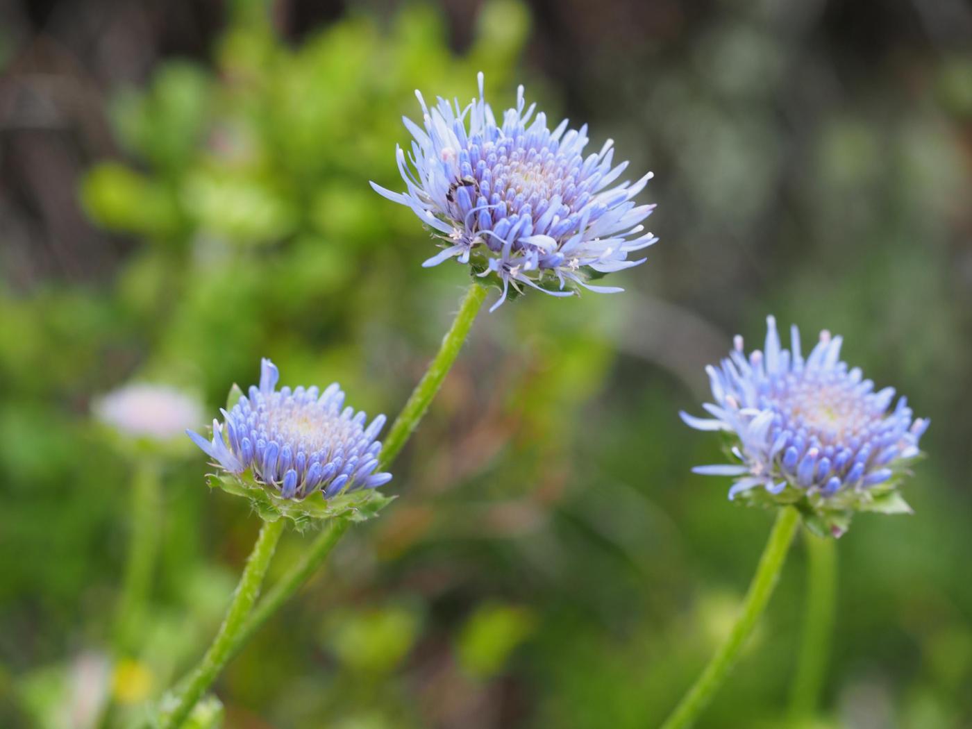 Sheepsbit, Perennial flower